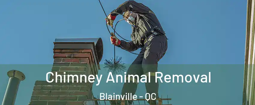  Chimney Animal Removal Blainville - QC