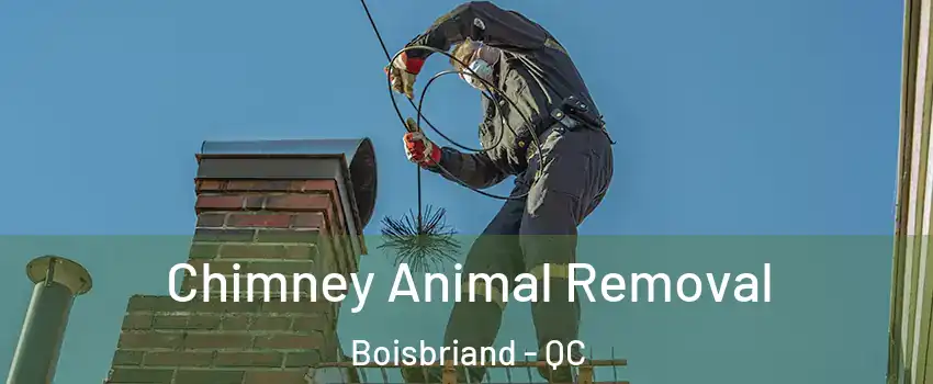 Chimney Animal Removal Boisbriand - QC
