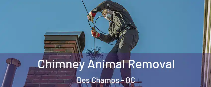  Chimney Animal Removal Des Champs - QC