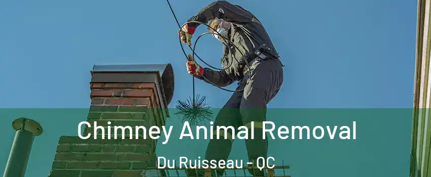  Chimney Animal Removal Du Ruisseau - QC