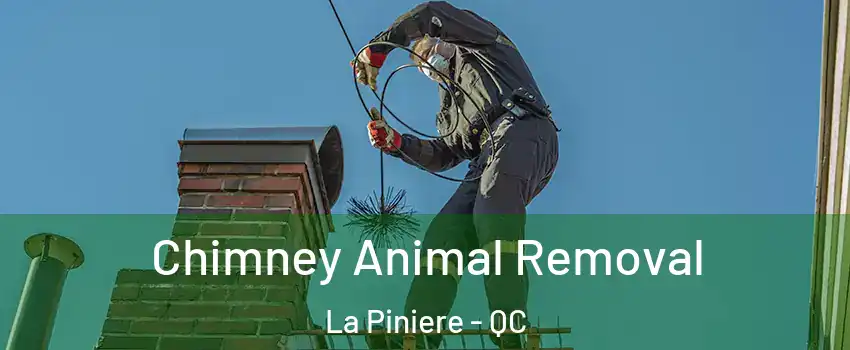  Chimney Animal Removal La Piniere - QC