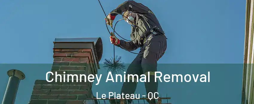  Chimney Animal Removal Le Plateau - QC