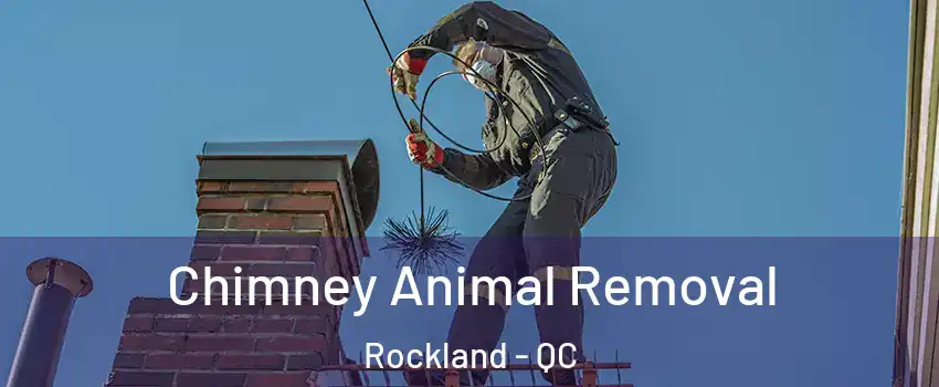  Chimney Animal Removal Rockland - QC