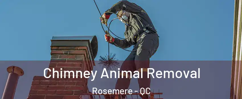  Chimney Animal Removal Rosemere - QC