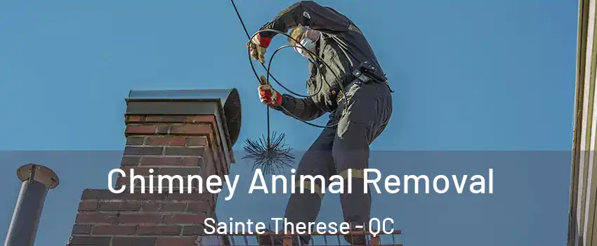 Chimney Animal Removal Sainte Therese - QC