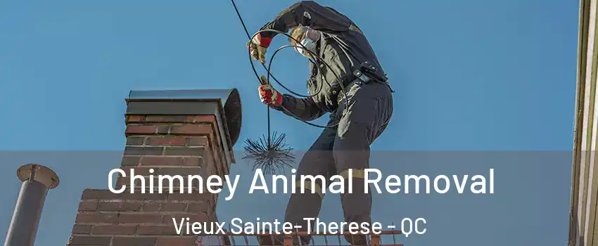  Chimney Animal Removal Vieux Sainte-Therese - QC